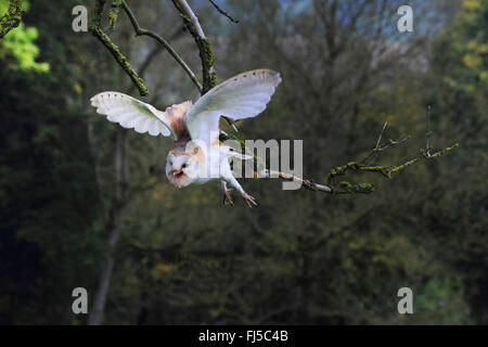 Barn owl (Tyto alba), flying, Germany