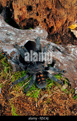 Venezuelan suntiger, Venezuelan Sun Tiger (Psalmopoeus irminia), on a root, Venezuela Stock Photo