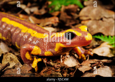European fire salamander (Salamandra salamandra, Salamandra salamandra terrestris  ), albino, Germany, North Rhine-Westphalia, Bergisches Land Stock Photo
