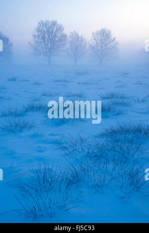 trees at a misty winter morning at the edge of a moor, Germany, Lower Saxony, Oldenburger Muensterland, Vechta Stock Photo