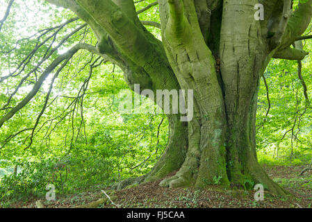 common beech (Fagus sylvatica), old beech with several trunks, Germany, Lower Saxony, Teutoburg Forest Stock Photo