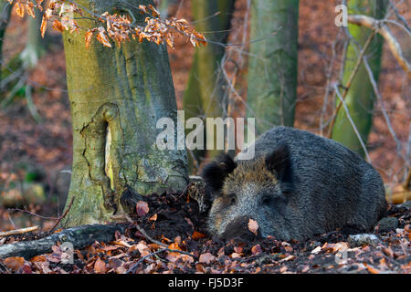 wild boar, pig (Sus scrofa), wallowing in forest, Germany, Lower Saxony, Teutoburg Forest Stock Photo