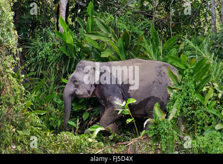 Bornes Dwarf Elephant (Elephas maximus borneensis), in rainforest, Malaysia, Borneo, Sabah, Kinabatangan River Stock Photo