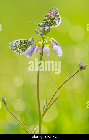 Orange-tip (Anthocharis cardamines), two individuals sitting on a bitter-cress, Germany, Lower Saxony, Oldenburger Muensterland Stock Photo