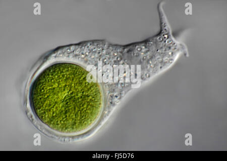 blue-green alga (Chroococcus spec.), amoeba ingested a blue-green alga Stock Photo