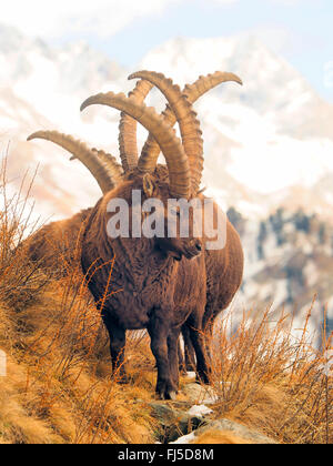 Alpine ibex (Capra ibex, Capra ibex ibex), male ibexes in winter , Italy, Gran Paradiso National Park Stock Photo