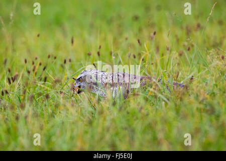 northern goshawk (Accipiter gentilis), feeding prey on grass, side view, Germany, Bavaria, Niederbayern, Lower Bavaria Stock Photo