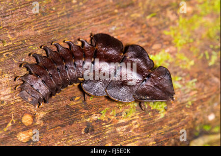 Trilobite beetle (Platerodrilus sp.), female on deadwood, Malaysia, Borneo, Sabah, Danum Valley Stock Photo