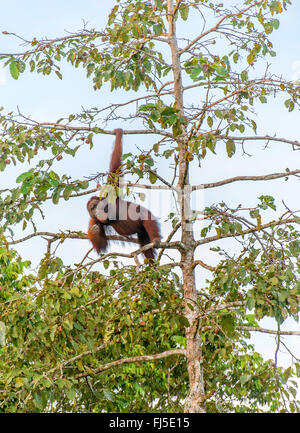 orang-utan, orangutan, orang-outang (Pongo pygmaeus), adult male feeding on figs in the top of a tree at Kinabatangan River, Malaysia, Borneo, Sabah Stock Photo