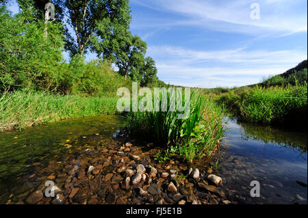 overgrown Nahe river, Germany, Rhineland-Palatinate, Bad Kreuznach Stock Photo