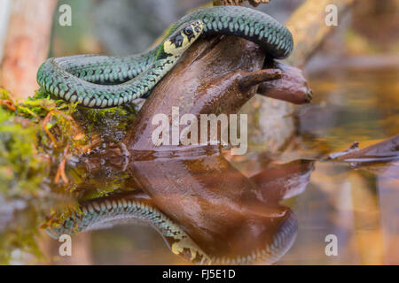 grass snake (Natrix natrix), lurking for prey at the water, Germany, Bavaria, Niederbayern, Lower Bavaria Stock Photo