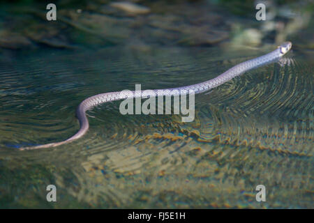 grass snake (Natrix natrix), swimming in a brook, Germany, Bavaria, Niederbayern, Lower Bavaria Stock Photo