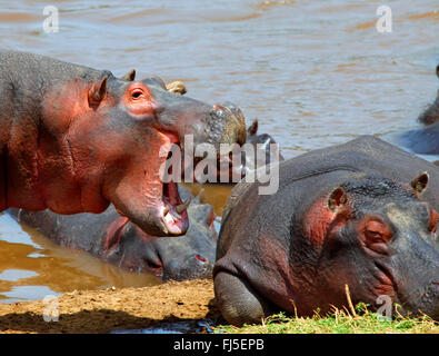 hippopotamus, hippo, Common hippopotamus (Hippopotamus amphibius), group at riverbank, Kenya, Masai Mara National Park Stock Photo