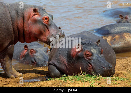 hippopotamus, hippo, Common hippopotamus (Hippopotamus amphibius), group at riverbank, Kenya, Masai Mara National Park Stock Photo