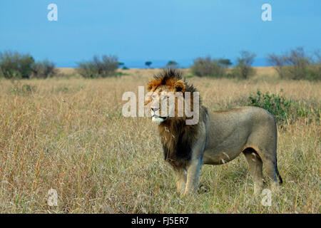 lion (Panthera leo), male stands in savannah, Kenya, Masai Mara National Park Stock Photo