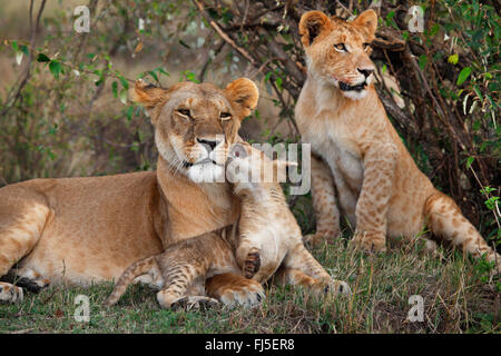 lion (Panthera leo), lioness with cub and juvenile, Kenya, Masai Mara National Park Stock Photo