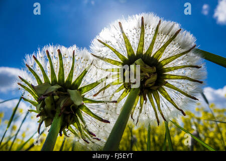 common dandelion (Taraxacum officinale), fruiting head, Germany, Saxony Stock Photo