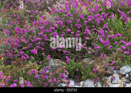 Bell heather, Scotch heath (Erica cinerea), blooming, France