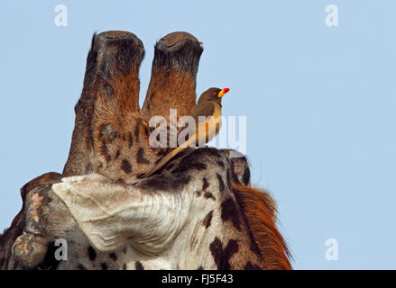 Red-billed Oxpecker (Buphagus erythrorhynchus), oxpecker on a giraffe, Kenya, Masai Mara National Park Stock Photo