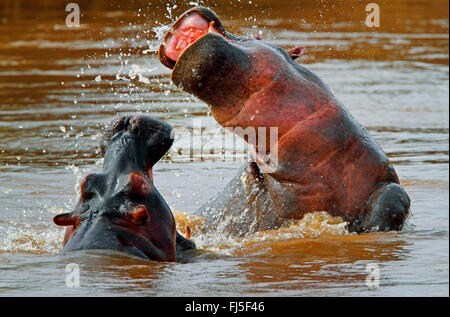 hippopotamus, hippo, Common hippopotamus (Hippopotamus amphibius), two fighting hippos in water, Kenya, Masai Mara National Park Stock Photo