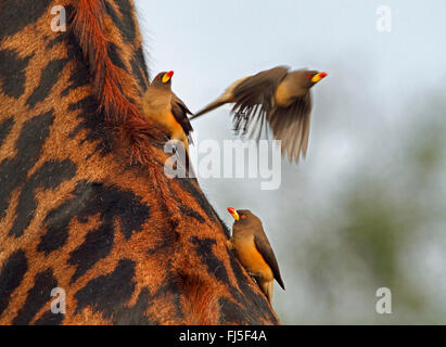 Red-billed Oxpecker (Buphagus erythrorhynchus), oxpeckers on a giraffe, Kenya, Masai Mara National Park Stock Photo