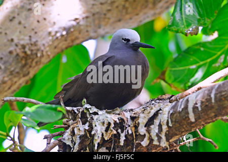 Lesser noddy (Anous tenuirostris), sitting on a nest, Seychelles, Cousin island Stock Photo