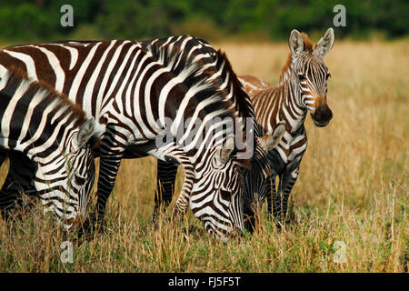 Boehm's zebra,  Grant's zebra (Equus quagga boehmi, Equus quagga granti), grazing zebras, portrait, Kenya, Masai Mara National Park Stock Photo