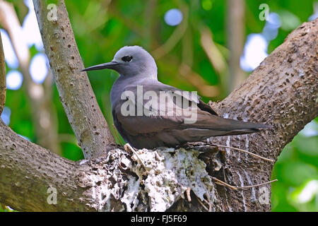 Lesser noddy (Anous tenuirostris), sitting on a nest, side view, Seychelles, Cousin island Stock Photo