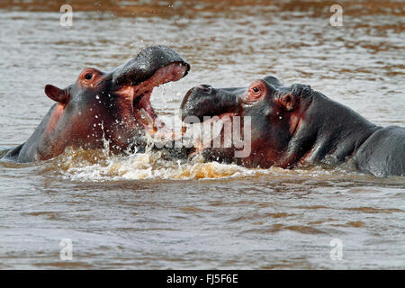 hippopotamus, hippo, Common hippopotamus (Hippopotamus amphibius), two fighting hippos in water, Kenya, Masai Mara National Park Stock Photo