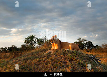 lion (Panthera leo), lioness in evening light, Kenya, Masai Mara National Park Stock Photo