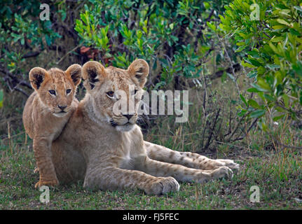 lion (Panthera leo), lioness with cub, Kenya, Masai Mara National Park Stock Photo