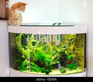 domestic cat, house cat (Felis silvestris f. catus), indoor cat sitting on an aquarium Stock Photo