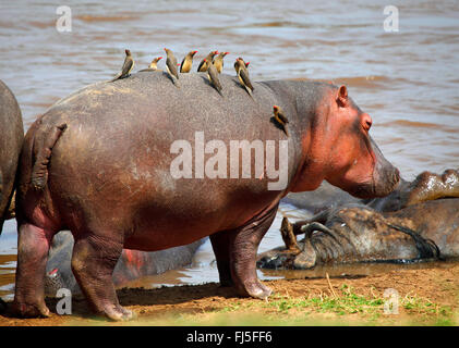 hippopotamus, hippo, Common hippopotamus (Hippopotamus amphibius), with oxpeckers, Kenya, Masai Mara National Park Stock Photo