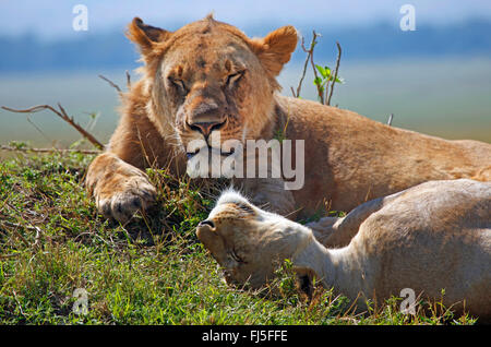lion (Panthera leo), two dozing lions, Kenya, Masai Mara National Park Stock Photo