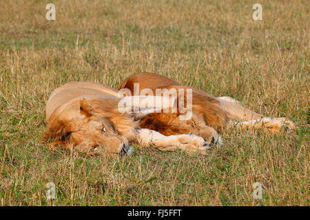 lion (Panthera leo), two sleeping males in savannah, Kenya, Masai Mara National Park Stock Photo