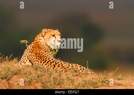 cheetah (Acinonyx jubatus), lying cheetah in evening sun, Kenya, Masai Mara National Park Stock Photo