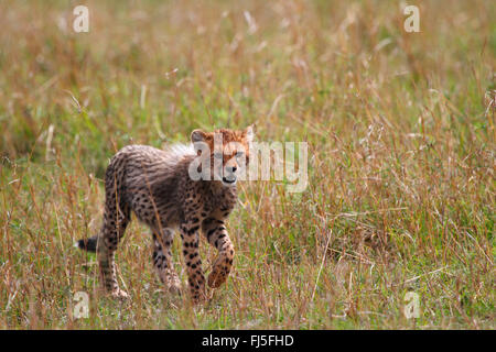 cheetah (Acinonyx jubatus), cub in savannah, Kenya, Masai Mara National Park Stock Photo