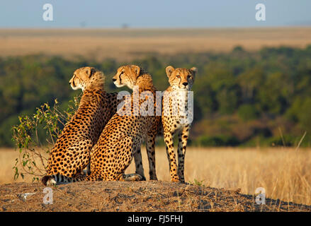 cheetah (Acinonyx jubatus), three cheetahs look out, Kenya, Masai Mara National Park Stock Photo