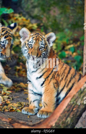Siberian tiger, Amurian tiger (Panthera tigris altaica), juveniles Stock Photo