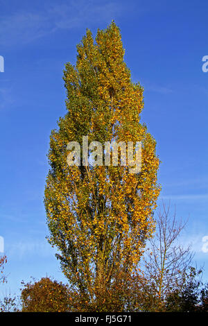 lombardy poplar (Populus nigra var. italica, Populus nigra 'Italica', Populus Italica, Populus nigra Italica), in autumn against blue sky, Germany Stock Photo