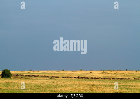 Eastern White-bearded Wildebeest (Connochaetes taurinus albojubatus), herd of wildebeests in savannah, Kenya, Masai Mara National Park Stock Photo