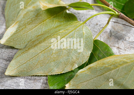 balsam poplar, eastern balsam-poplar, tacamahac (Populus spec.), underside of a leaf, Germany Stock Photo