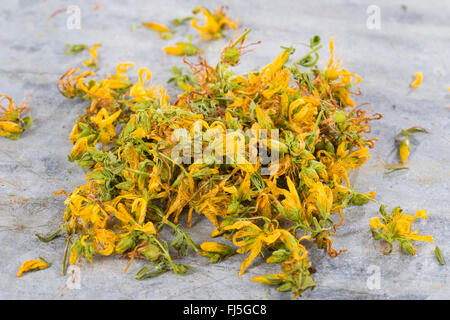 Common St John's-wort, perforate St John's-wort, klamath weed, St. John's-wort (Hypericum perforatum), flowers are dried, Germany Stock Photo