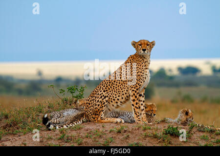 cheetah (Acinonyx jubatus), family on a small hill, Kenya, Masai Mara National Park Stock Photo