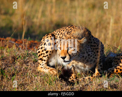 cheetah (Acinonyx jubatus), lying on grass, Kenya, Masai Mara National Park Stock Photo