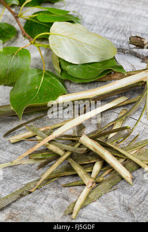 balsam poplar, eastern balsam-poplar, tacamahac (Populus spec.), bark is used as folk medicine, Germany Stock Photo