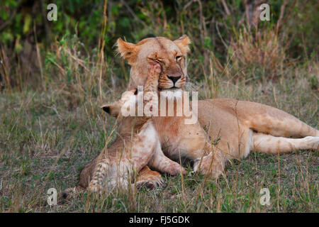 lion (Panthera leo), lioness with cub, Kenya, Masai Mara National Park Stock Photo