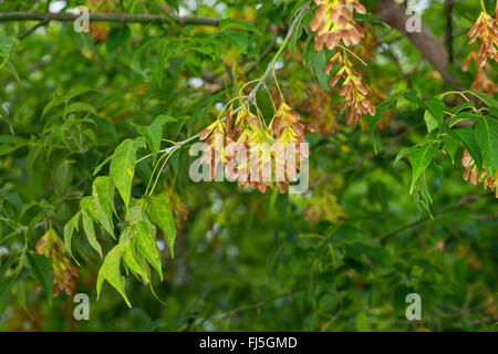 ashleaf maple, box elder (Acer negundo, Acer fraxinifolium, Negundo fraxinifolium), branch with fruits, Germany Stock Photo