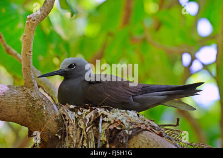 Lesser Noddiesnesting Lesser noddy Anous tenuirostris, sits in its nest, Cousin island ...