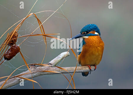 river kingfisher (Alcedo atthis), sits on its outlook in the morning, with spider web and bulrush, Switzerland Stock Photo